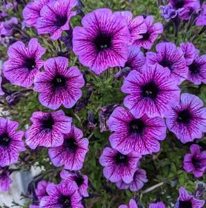 Meet your Posher, Jane